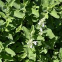 Nepeta racemosa 'Alba'